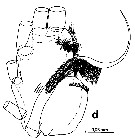 Species Euchirella splendens - Plate 9 of morphological figures