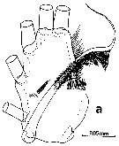 Espèce Euchirella rostrata - Planche 35 de figures morphologiques