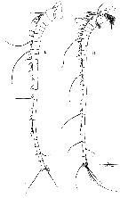 Espèce Euchirella paulinae - Planche 7 de figures morphologiques