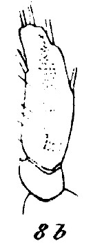 Species Scaphocalanus magnus - Plate 20 of morphological figures