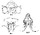 Species Pseudoamallothrix ovata - Plate 15 of morphological figures