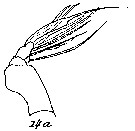 Espèce Pseudoamallothrix ovata - Planche 16 de figures morphologiques