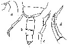 Espèce Lophothrix frontalis - Planche 25 de figures morphologiques