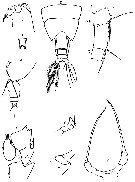 Species Scottocalanus thori - Plate 6 of morphological figures
