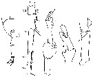 Espèce Scottocalanus securifrons - Planche 16 de figures morphologiques