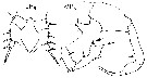 Espèce Eurytemora affinis - Planche 3 de figures morphologiques