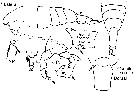Espèce Acartia (Acartiura) hudsonica - Planche 16 de figures morphologiques