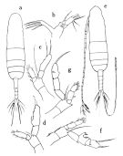 Espèce Euaugaptilus hecticus - Planche 1 de figures morphologiques
