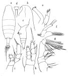 Espèce Euaugaptilus rigidus - Planche 1 de figures morphologiques