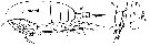 Espèce Gaetanus tenuispinus - Planche 21 de figures morphologiques