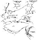 Espèce Euchaeta marina - Planche 11 de figures morphologiques