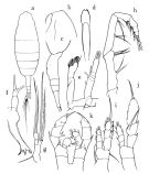 Species Augaptilus anceps - Plate 1 of morphological figures