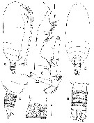 Species Byrathis arnei - Plate 1 of morphological figures