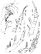 Species Byrathis arnei - Plate 3 of morphological figures