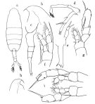 Espèce Augaptilus glacialis - Planche 1 de figures morphologiques