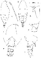 Espce Byrathis penicillatus - Planche 1 de figures morphologiques