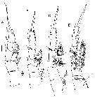 Espce Byrathis penicillatus - Planche 4 de figures morphologiques
