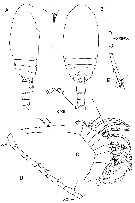Species Byrathis arnei - Plate 6 of morphological figures