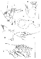 Species Byrathis arnei - Plate 7 of morphological figures