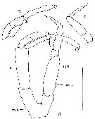 Species Byrathis arnei - Plate 9 of morphological figures