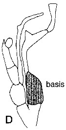 Espèce Undinella oblonga - Planche 5 de figures morphologiques