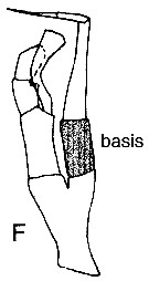 Espèce Sensiava longiseta - Planche 8 de figures morphologiques