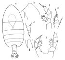 Espèce Centraugaptilus horridus - Planche 1 de figures morphologiques