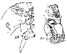 Espèce Xanthocalanus pinguis - Planche 10 de figures morphologiques