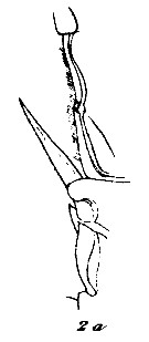 Espèce Valdiviella insignis - Planche 12 de figures morphologiques
