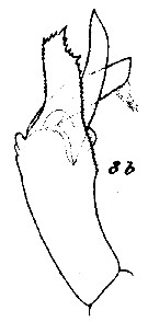 Espèce Paraeuchaeta barbata - Planche 24 de figures morphologiques
