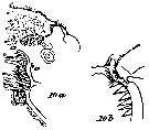 Espèce Amallothrix gracilis - Planche 9 de figures morphologiques