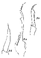 Species Amallothrix gracilis - Plate 11 of morphological figures
