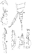 Espèce Euchirella curticauda - Planche 26 de figures morphologiques