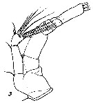 Espèce Euchirella truncata - Planche 25 de figures morphologiques