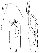 Espèce Euchirella truncata - Planche 27 de figures morphologiques
