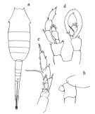 Espèce Lucicutia bicornuta - Planche 1 de figures morphologiques