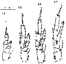 Espèce Paracalanus indicus - Planche 33 de figures morphologiques