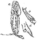 Espèce Paraeuchaeta tonsa - Planche 22 de figures morphologiques