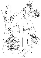 Espèce Aetideus acutus - Planche 12 de figures morphologiques