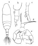 Species Acartia (Acartiura) omorii - Plate of morphological figures