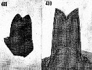 Espèce Scottocalanus securifrons - Planche 19 de figures morphologiques