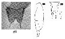 Espèce Scottocalanus persecans - Planche 11 de figures morphologiques