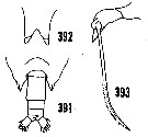 Espèce Scottocalanus helenae - Planche 18 de figures morphologiques