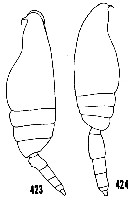 Species Scaphocalanus magnus - Plate 24 of morphological figures