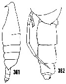 Species Onchocalanus cristatus - Plate 23 of morphological figures