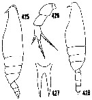 Espèce Lophothrix frontalis - Planche 26 de figures morphologiques