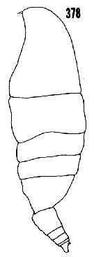 Espèce Scolecitrichopsis ctenopus - Planche 8 de figures morphologiques