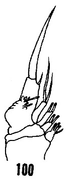 Espèce Onchocalanus cristatus - Planche 27 de figures morphologiques
