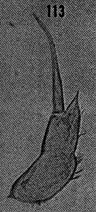 Espèce Scolecitrichopsis ctenopus - Planche 9 de figures morphologiques