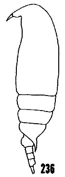 Espèce Aetideus giesbrechti - Planche 25 de figures morphologiques